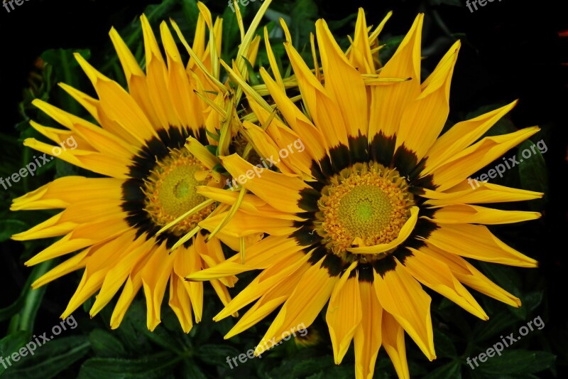 Gazania Wielkokwiatowa Flower Colored Garden Spring