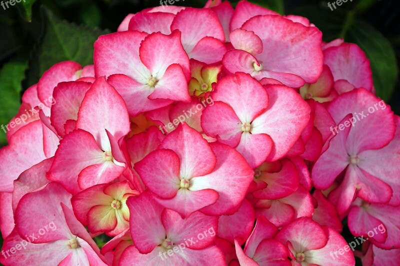 Hydrangea Flower Color Garden Spring