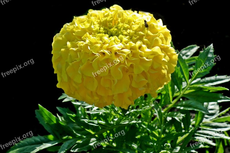 Marigold Flower Yellow Garden Nature