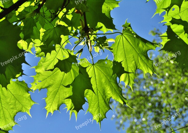 Maple Leaves Leaves Shadow Green Branch