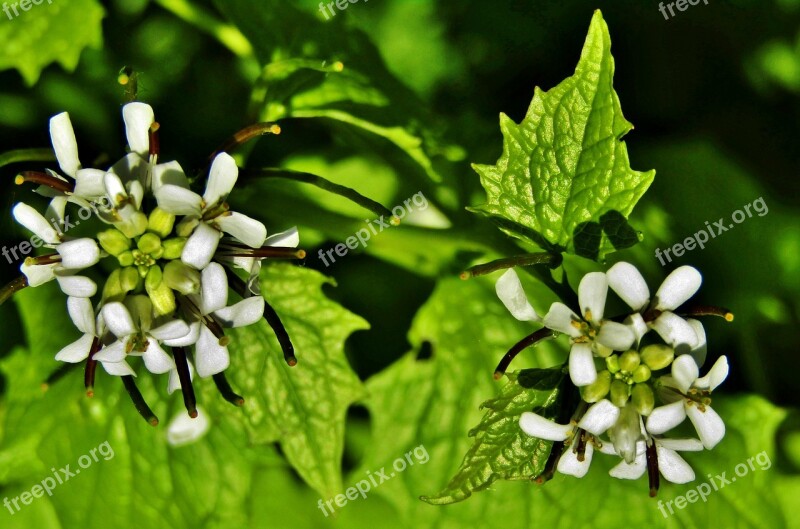 Garlic Herb Garlic Mustard White Flowers Wild Flower Free Photos