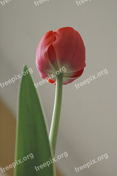 Tulip Flower Flowers Tulips Nature