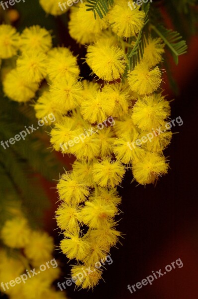 Mimosa Flower Nature Spring Yellow