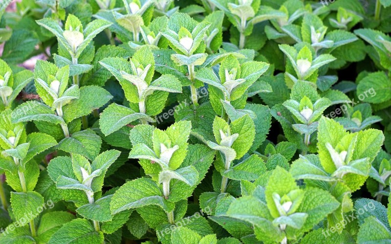 Peppermint Herbs Mint Tee Healthy