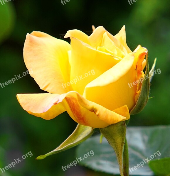 Rose Yellow Blossom Bloom Nature