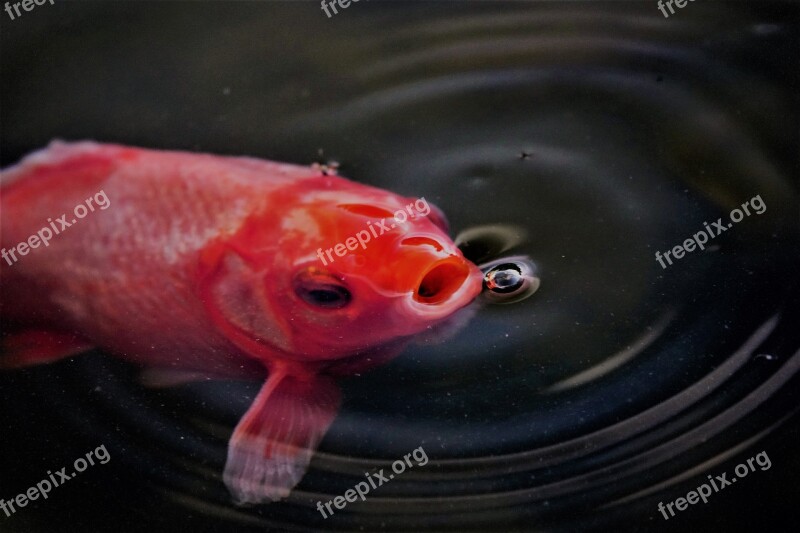 Goldfish Fish Pond Fish Mouth Water