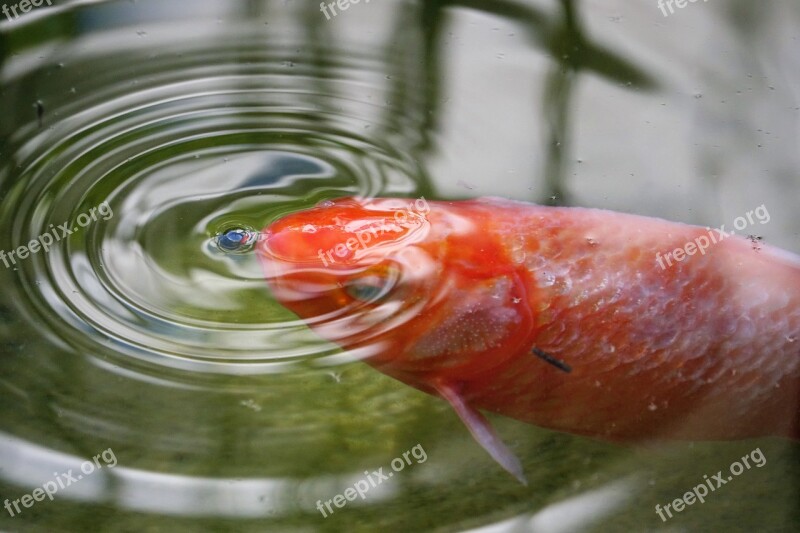 Goldfish Fish Waters Swim Nature