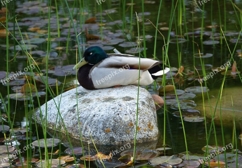 Duck Drake Stone Sleeping Mallard