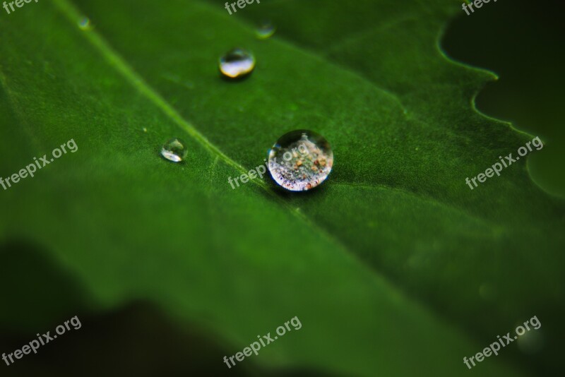 Macro Leaf Drip Nature Green