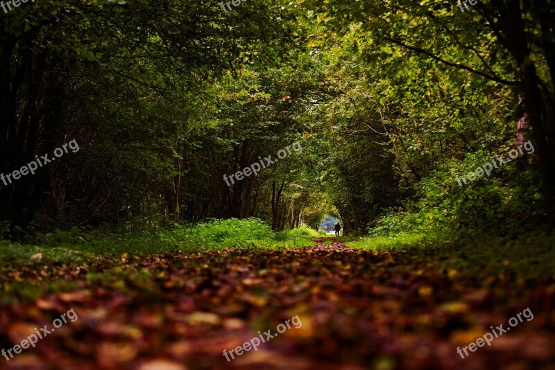 Forest Leaves Trees Nature Autumn