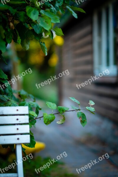 Garden Chair Tree Leaf Window