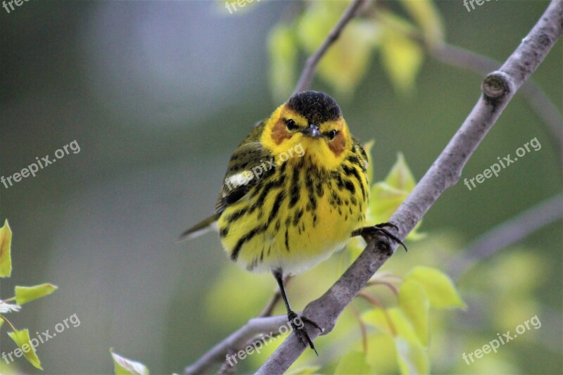 Cape May Warbler Birds Birding Warblers Yellow