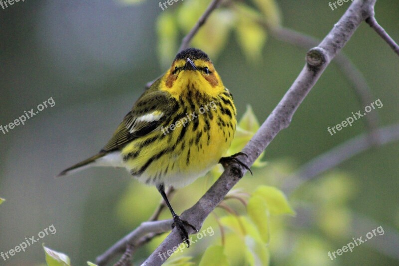 Cape May Warbler Bird Yellow Warblers Wildlife