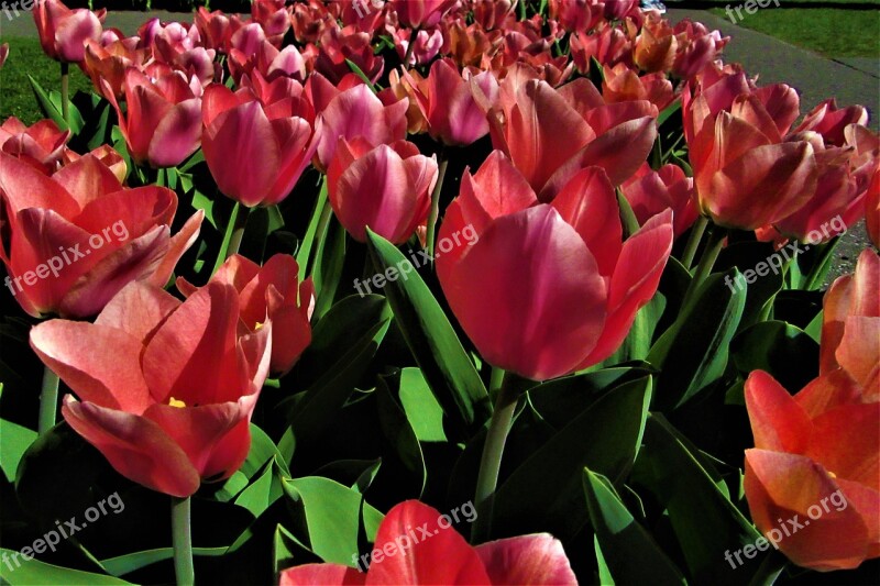 Tulips Pink Red Nature Spring Flowers