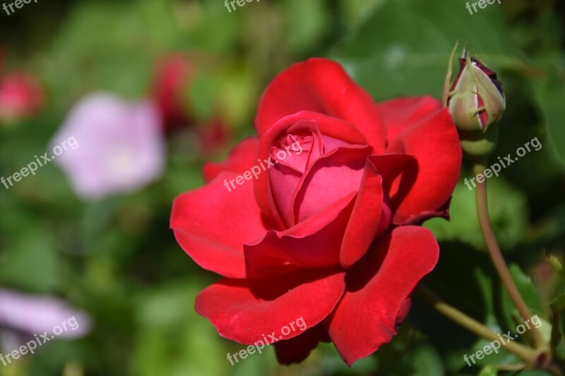 Rose Red Plants Garden Flowering