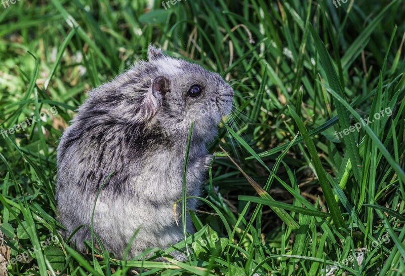 Hamster Rodent Animal Mammal Wild