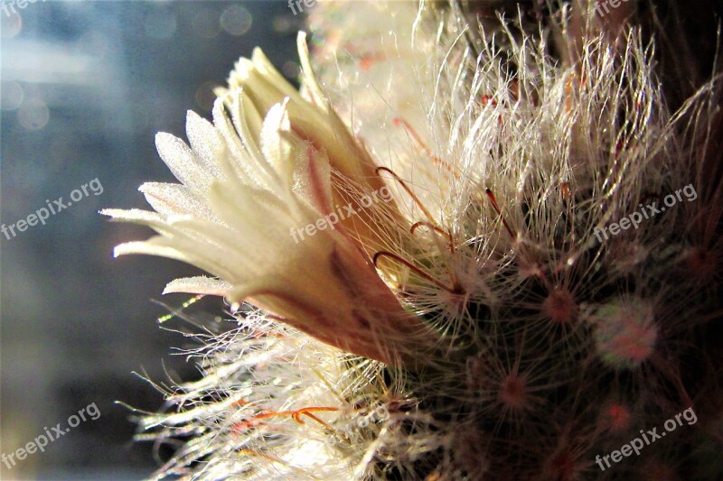 Cactus Bloom Sun Bokeh Flora