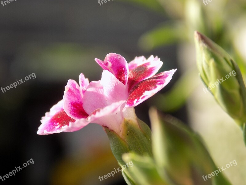 Blossom Bloom Summer Sun Carnation