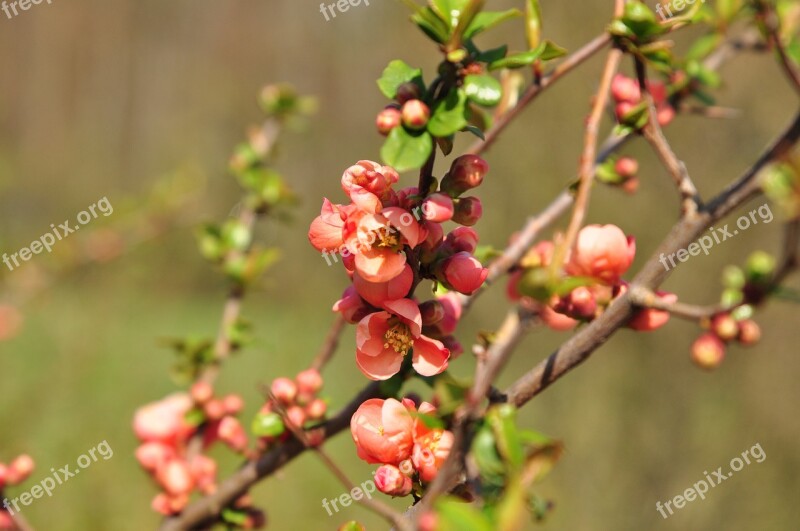 Flower Quince Spring Red Bush