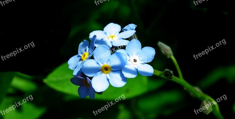 Nots Flowers Blue Garden Spring