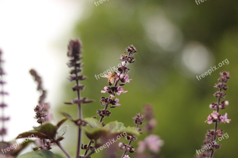 Lavender Bee Plant Insect Nature