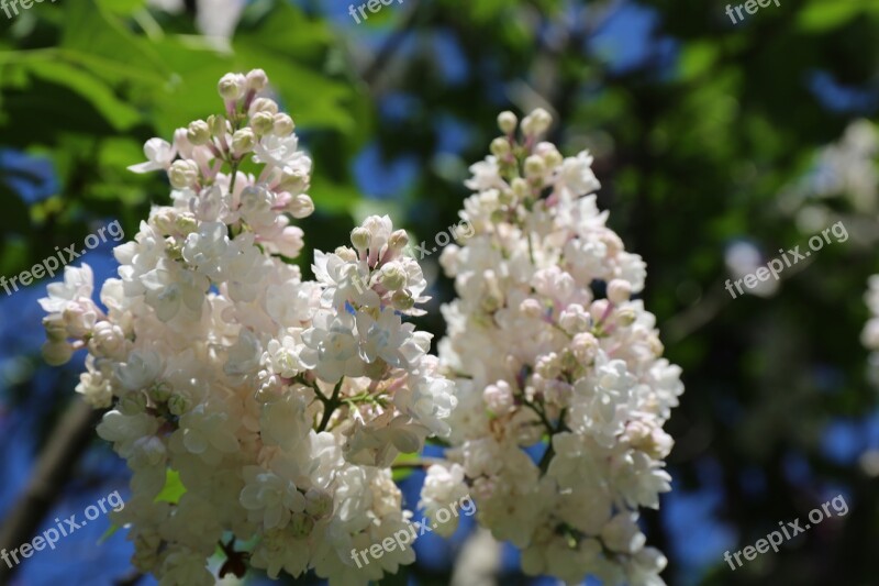 Garden Flowering Floral Botany Flowers