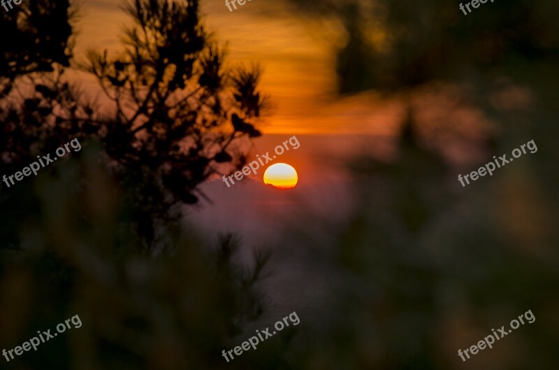 Sunset In The Forest Sun Nature Evening Landscape