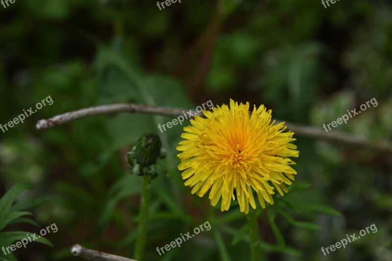 Dandelion Flower Yellow Sunny Happy