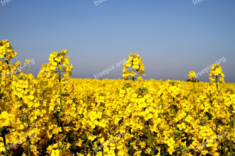 Canola Field Oilseed Rape Yellow Landscape Spring