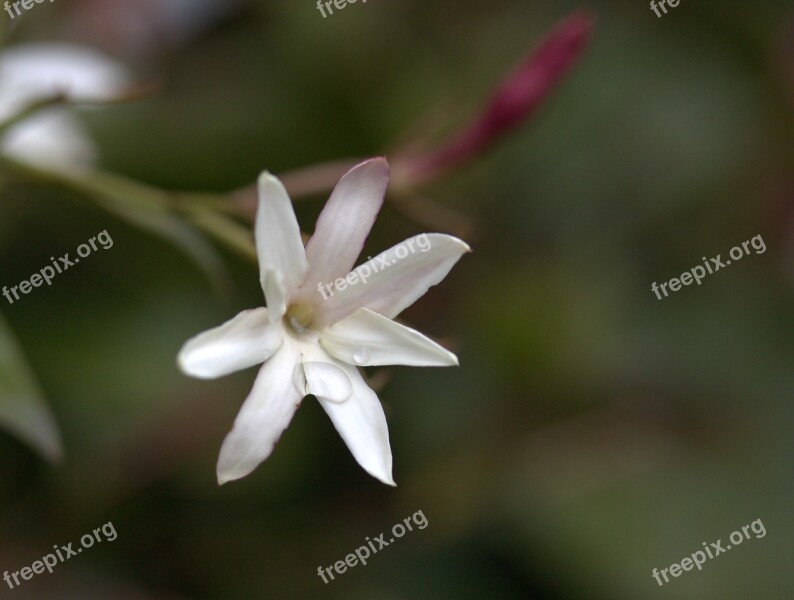 Flower Coloring White Wild Botanical