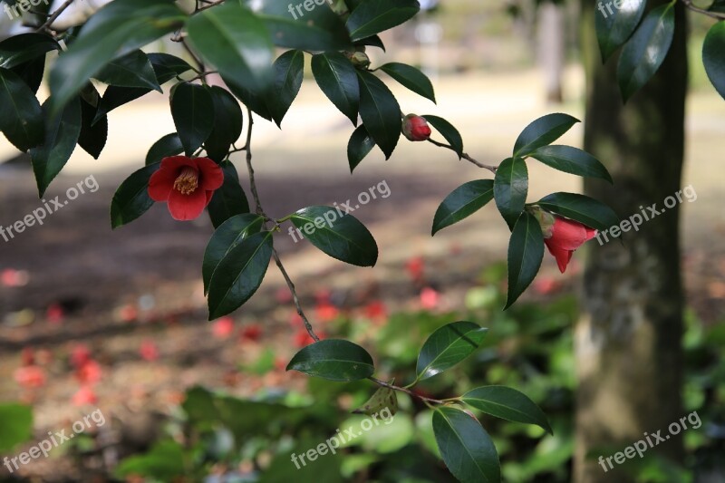 Camellia Camellia Flower Flowers Plants Nature