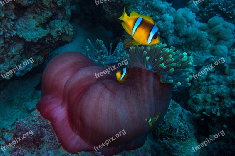 Clown Anemonefish Diving Egypt Underwater Sea