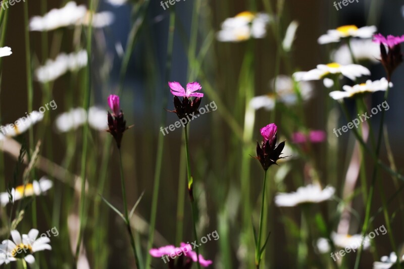 Red Campion Pink Flower White Magerite