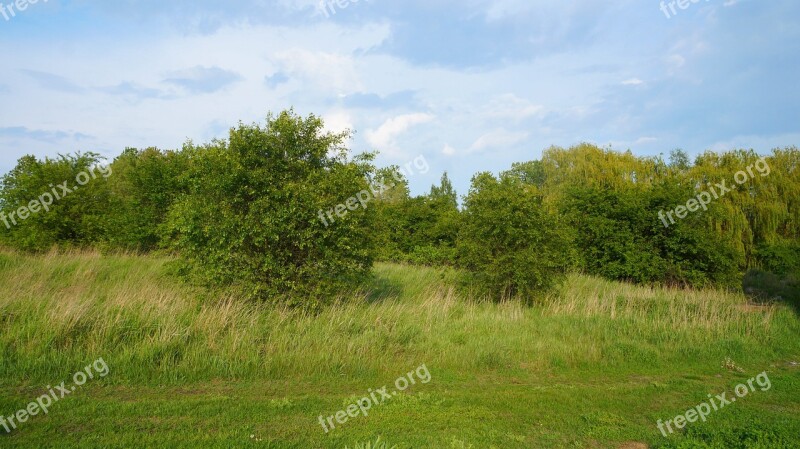 Nature Plants Landscape Meadow Tree