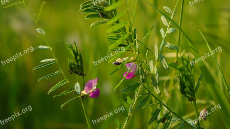 Nature Plants Flower Pink Meadow