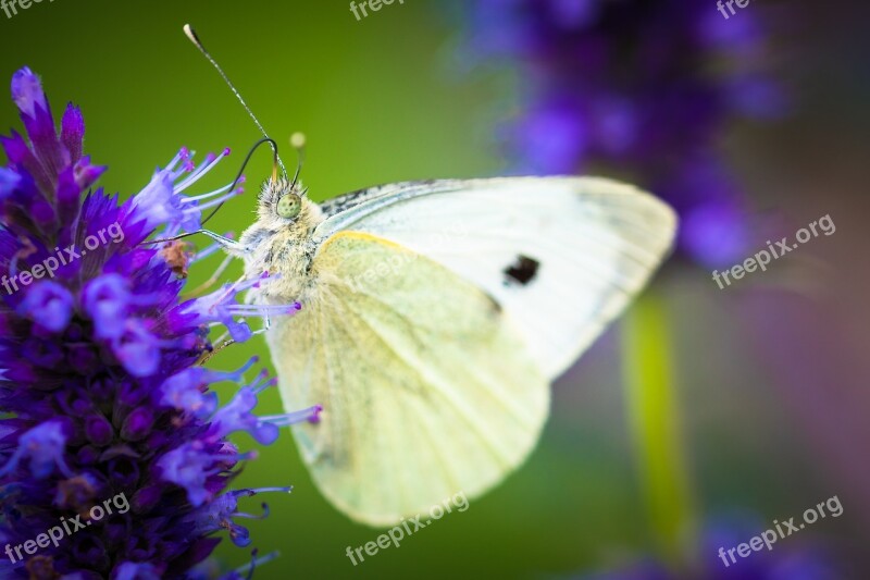 Insect Butterfly Nature Wing Closeup