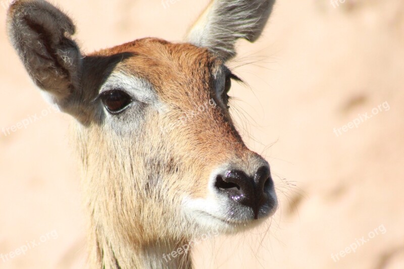 Kobus Leche Lechwe Antelope Animal Free Photos