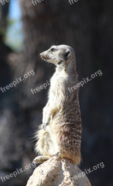 Suricate Meerkat Animal Cute Africa