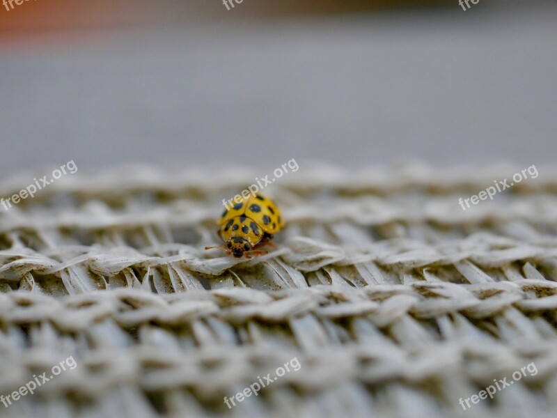 Beetle Macro Insect Points Ladybug