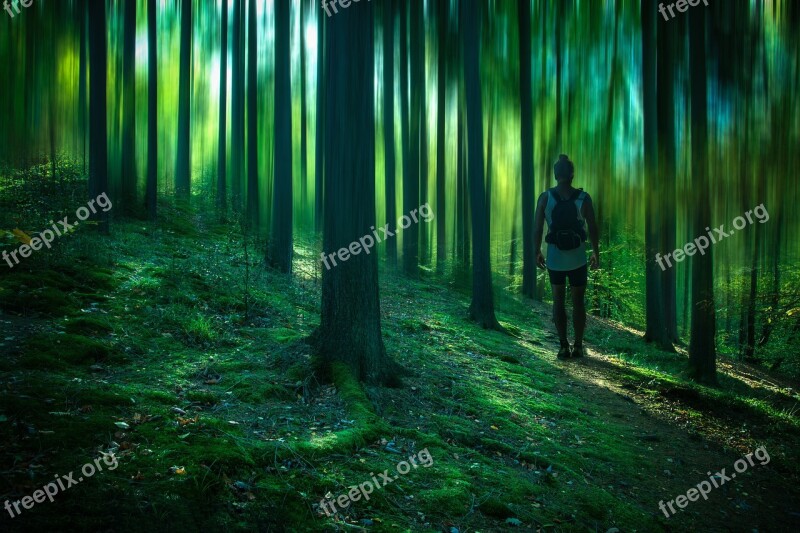 Forest Hiking Nature Landscape Path