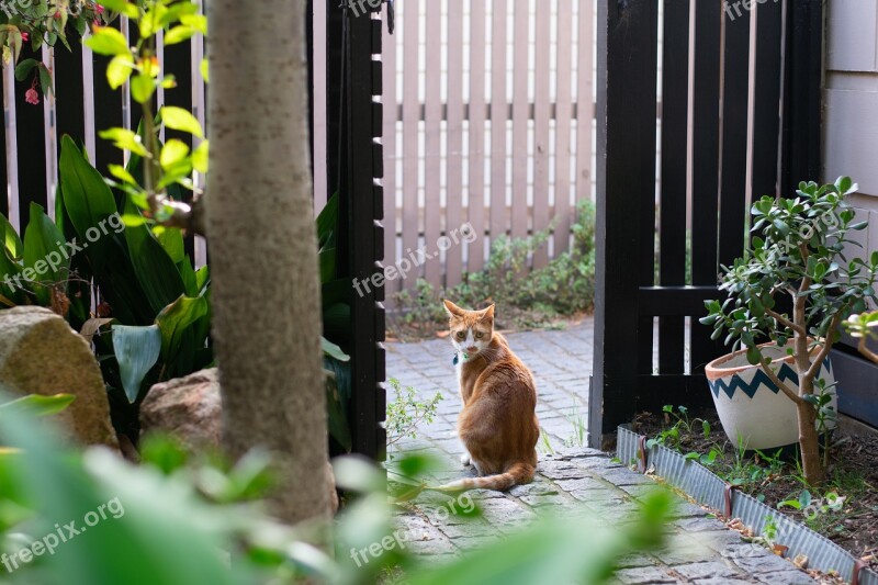 Pet Animal Cat Feline Ginger