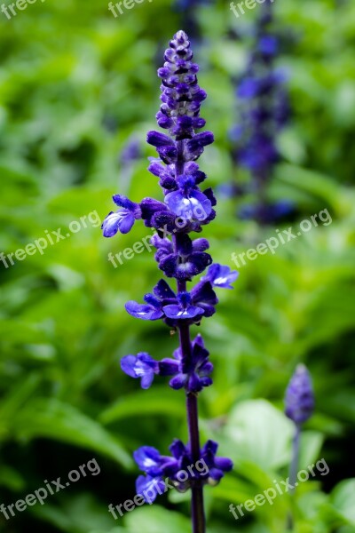 Purple Lavender Nature Flowers Violet