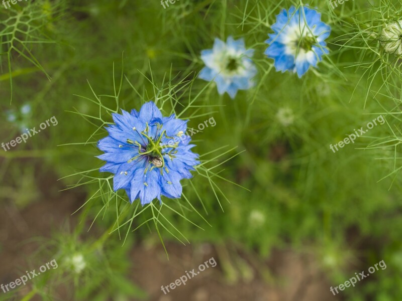 Flower Blue Nature Spring Bloom