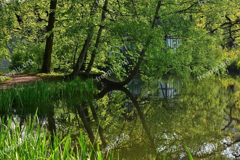 Tree Mirroring Lake Landscape Abendstimmung