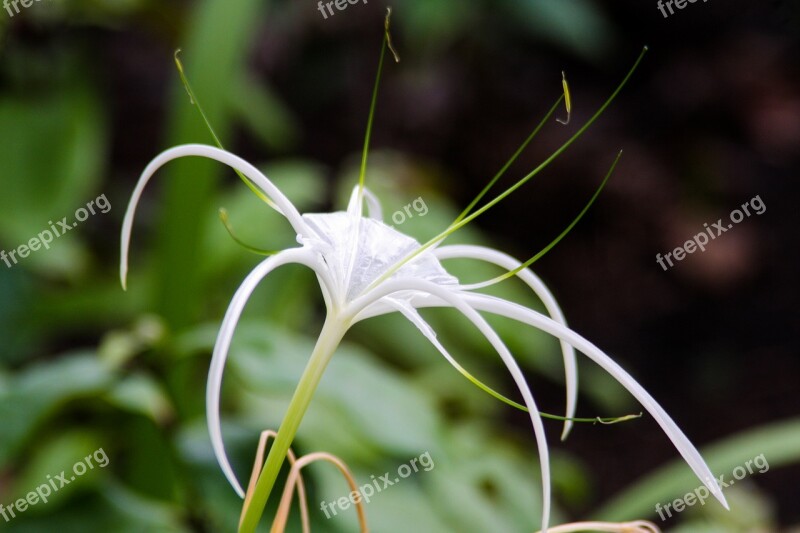 Flower White Plant Garden Nature