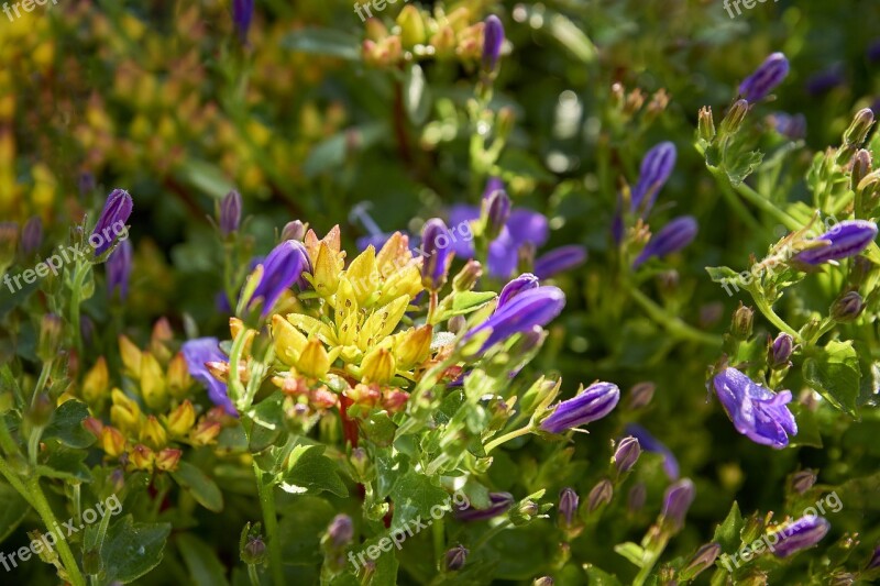 Garden Water Nature Flower Blossom