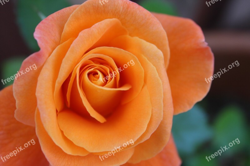 Flower Rose Orange Petals Free Photos