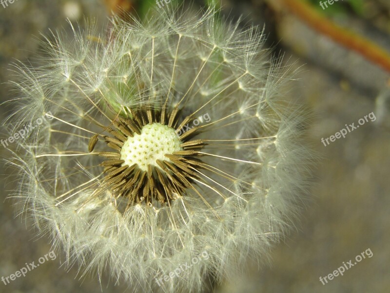 Dandelion Faded Close Up Flower Wild Flower