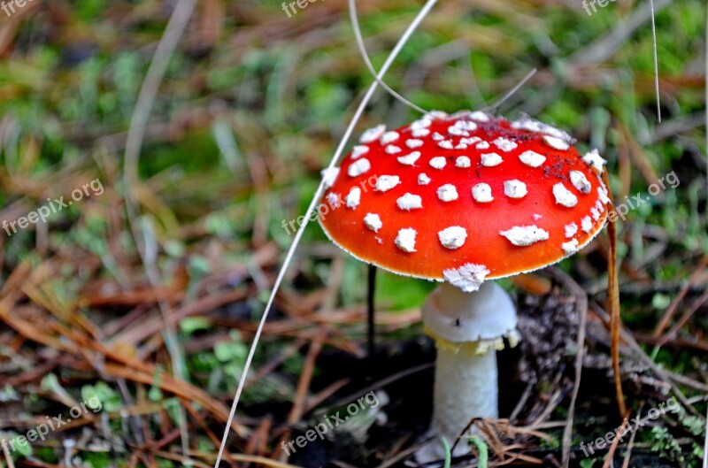 Mushroom Nature Amanita Mushrooms Toxic