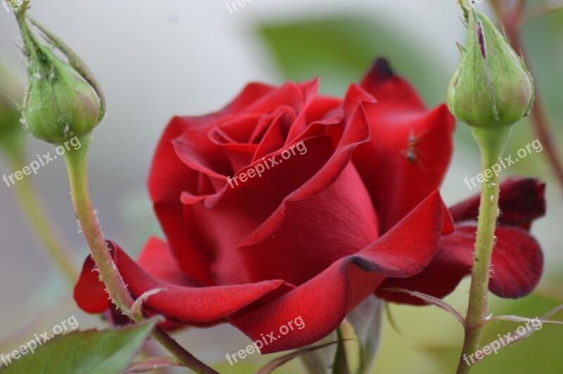 Rose Aqil Garden Red Leaves